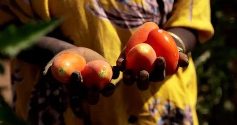 Farming in Ethiopia, farmer, Hand picking tomatoes to sell in the marketplace. Stock Footage 87730883