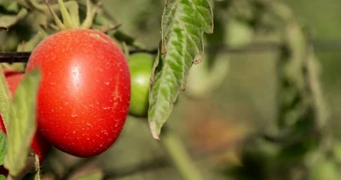Farming in Ethiopia, farmer, Hand picking tomatoes to sell in the marketplace. Stock Footage 87730958