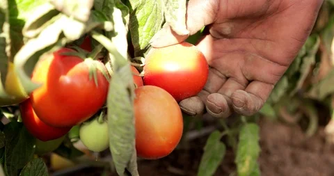Farming in Ethiopia, farmer, Hand picking tomatoes to sell in the marketplace. Stock Footage 87730993