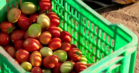 Farming in Ethiopia, farmer, Hand picking tomatoes to sell in the marketplace. Stock Footage 87731049