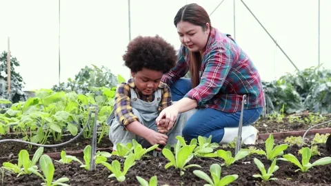 Farming family grows vegetables in the plot Stock Footage 200468158
