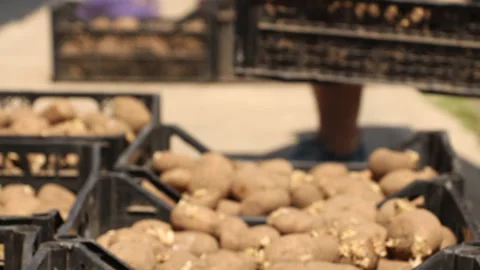 Farming. Farmers shift boxes of potatoes. Harvesting. Season Stock Footage 110247808