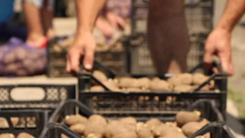 Farming. Farmers shift boxes of potatoes. Harvesting. Season Stock Footage 110697521