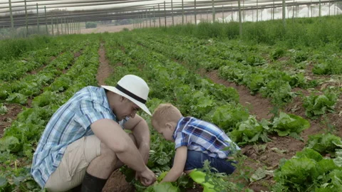 Farming father teaching son about insects and crop bugs on the lettuce field on Video stock 199631581