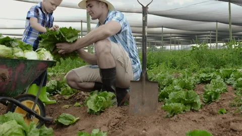 Farming father teaching son about insects and crop bugs on the lettuce field on Vídeo Stock 199631589