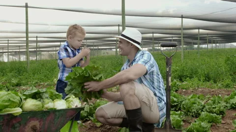 Farming father teaching son about insects and crop bugs on the lettuce field on 库存影片 199631596