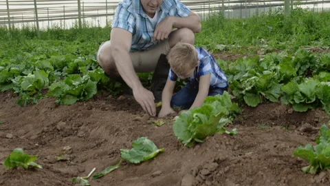Farming father teaching son to dig holes with spade on the lettuce field on thei Stock Footage 199631548
