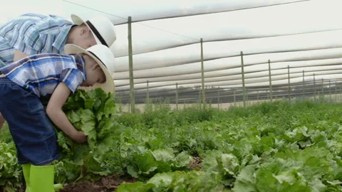 Farming father teaching son how to harvest a lettuce on their farm. Stock Footage 199631603