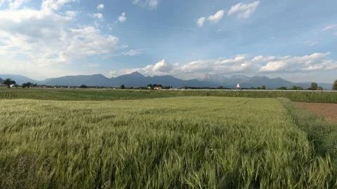Farming field covered with young green wheat. In distance Alps mountains Stock-Footage 131301424