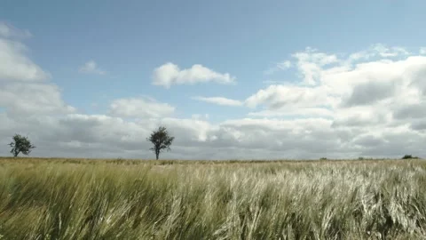 Farming field Stock Footage 130959902
