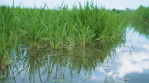 Farming field raining water Stock Footage 274415221