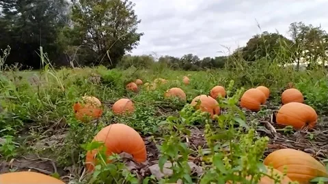 Farming field with ripe pumpkins is ready to harvest for thanksgiving Stock Footage 140454747