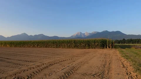 Farming field soil and corn in the foreground. Alps mountains in the distance Stock-Footage 139611359