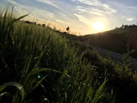 Farming field under the sunset Stock Photos