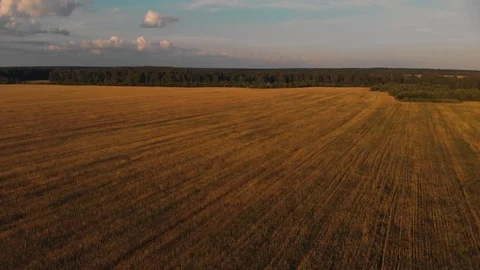 Farming field of wheat and blue sky. Flying above medow before sunset 库存影片 99001811