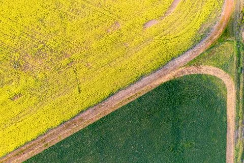 Farming fields green and gold patterns Foto stock