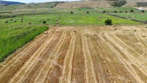 Farming fields with hay and straw bales aerial drone footage 4K Stock-Footage 159896597