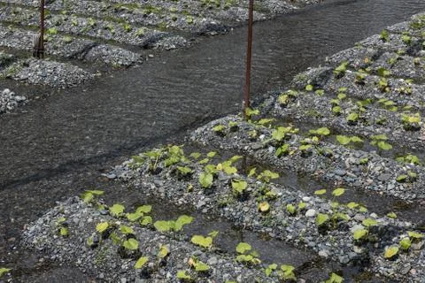 Farming Fields in Japan Stock Photos