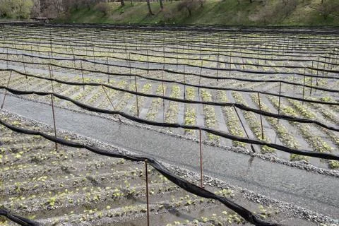 Farming Fields in Japan Stock Photos