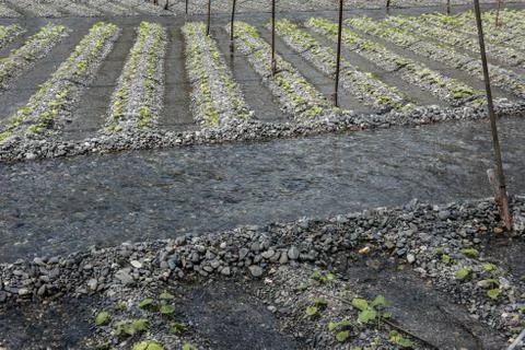 Farming Fields in Japan Stock Photos