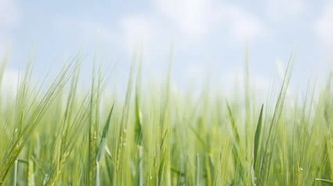 Farming food background of green fields of wheat slow motion young plants Stock Footage 67817168