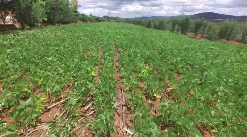 Farming Green Beans Kenya Stock Footage