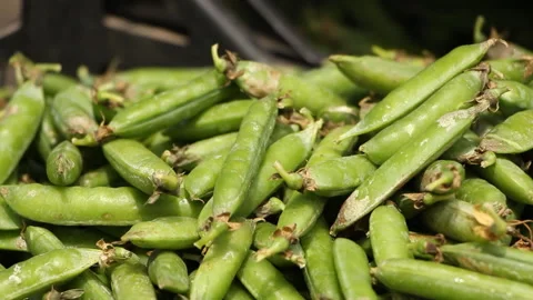 Farming. Green peas in boxes Stock Footage 109298502