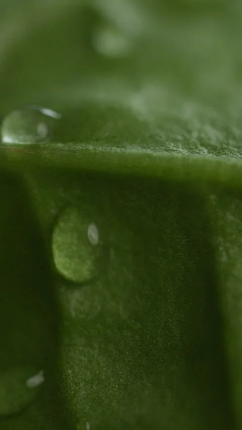 Farming, growth and water drop on leaf for irrigation, hydration and humidity to Stock Footage 333700351