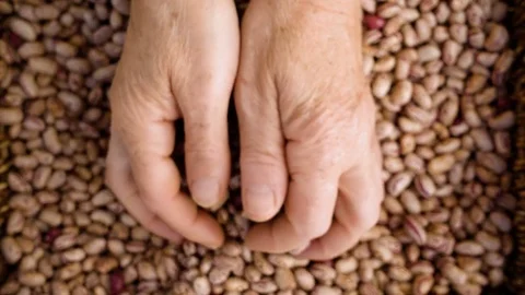  Farming hands taking and showing fresh beans- close up Stock Footage 77566689