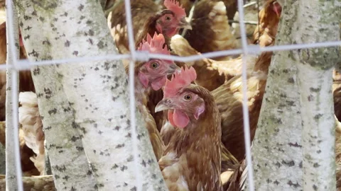 Farming hens standing near birch trees detail Stock Footage 340191599