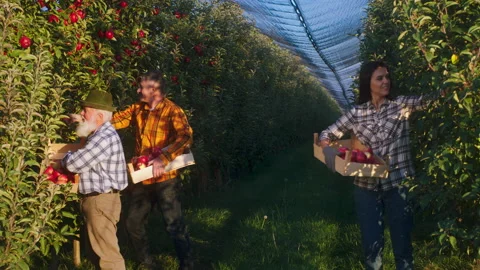 Farming industry concept in the apple orchard family members working together Stock Footage 166572124