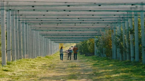 Farming industry concept in a modern large apple orchard in front of the walking Video stock 166566626