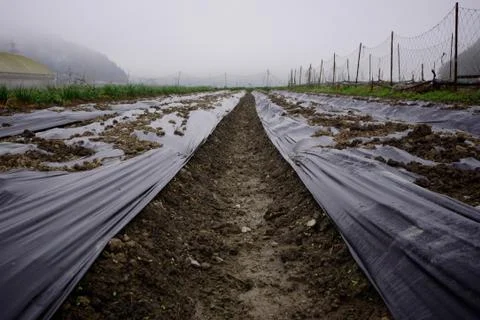 Farming in Japan Foto stock