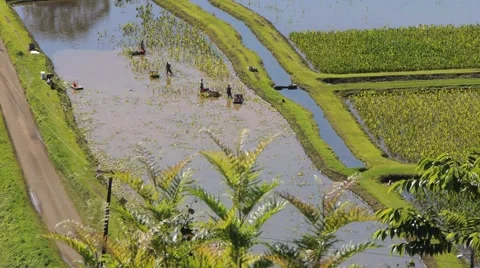 Farming - Laborers Working in Taro Fields Stock Footage 1045566