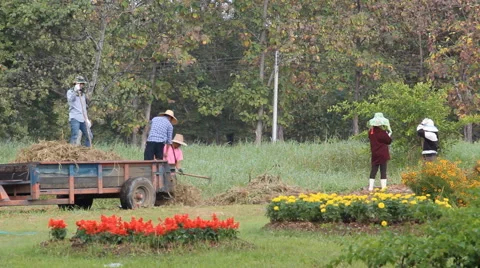 Farming in the Lakes chapter Thailand.3 Stock Footage 44926012