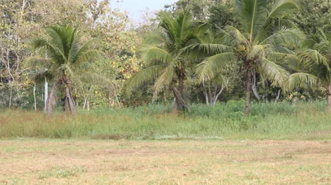 Farming in the Lakes chapter Thailand.4 Stock Footage 44934002