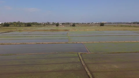 Farming Landscape Image. Tranquil Rice Fields Near Hoi An. Serene Agricultural Stock Footage 340994088