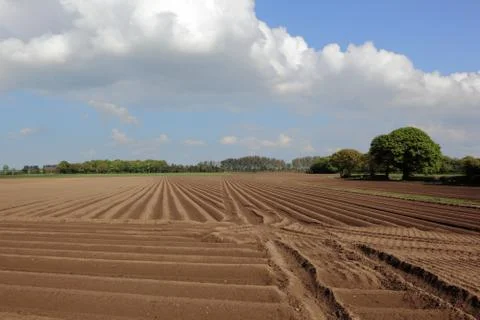 Farming landscape in springtime with newly planted potato rows Stock Photos