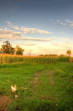Farming landscape in sunset Stock Photos