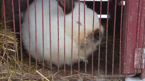 The farming large meat rabbit in a cage Vídeo Stock 149428064