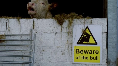 Farming livestock - bull in barn with danger beware sign Stock Footage