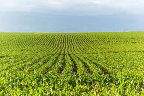 Farming Maize Field Landscape Stock Photos