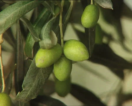 FARMING olive branch with olives close detail 動画素材 24577300