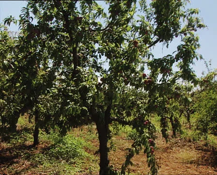 FARMING orchard panoramic view 動画素材 24577324