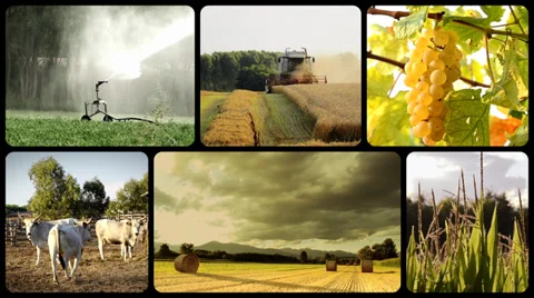 Farming. People working in countryside, collage 스톡 동영상 33647053