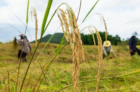 Farming Stock Photos