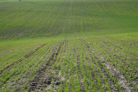 Farming Stock Photos