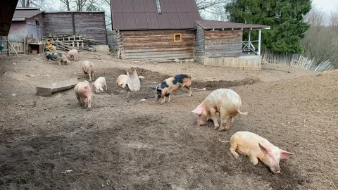 Farming Pigs Stock Footage 107131728