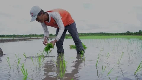 Farming Planting Rice Stock Footage 287316751