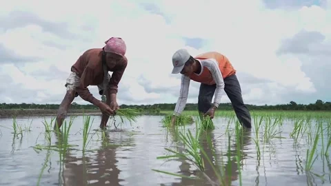 Farming Planting Rice Stock Footage 287317566